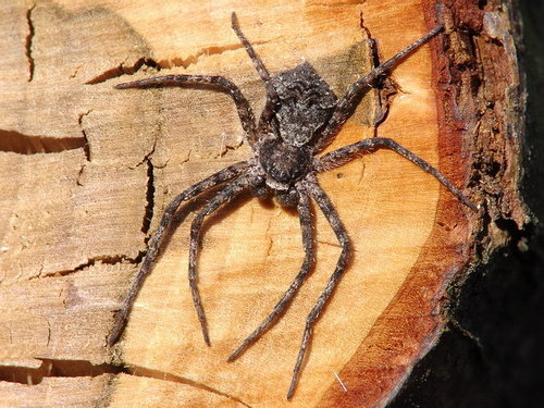 Running Crab Spiders