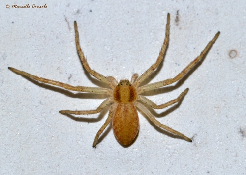 Running Crab Spiders