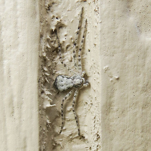 Running Crab Spiders