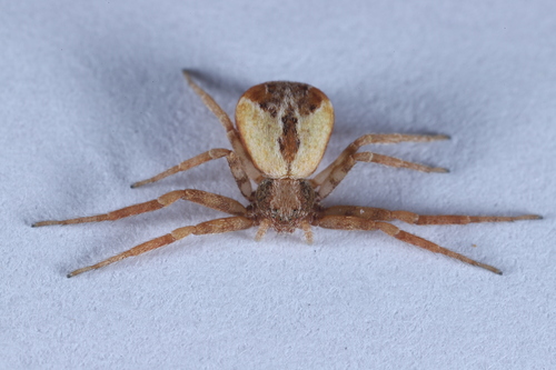 Running Crab Spiders
