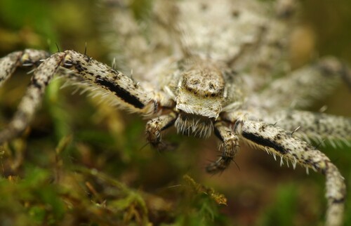 Running Crab Spiders