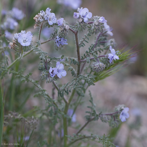 distant phacelia