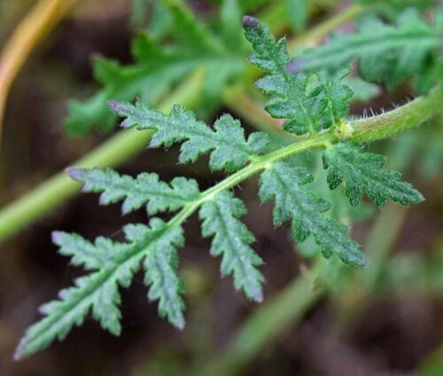 distant phacelia