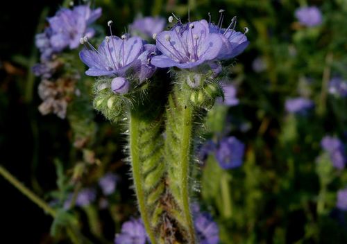 distant phacelia
