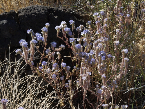 distant phacelia