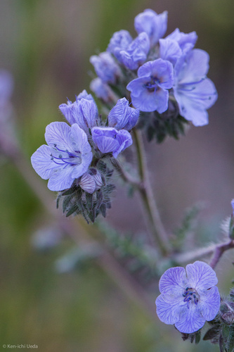 distant phacelia