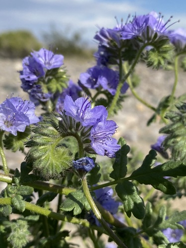 distant phacelia