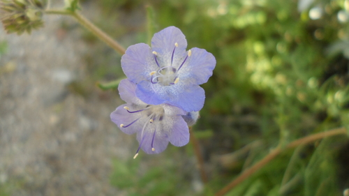 distant phacelia