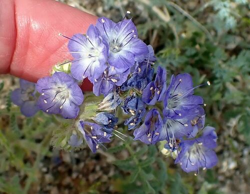 distant phacelia