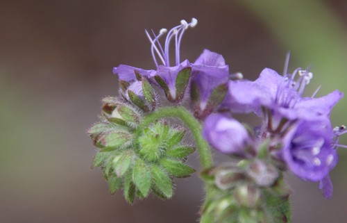 distant phacelia