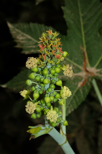 castor bean