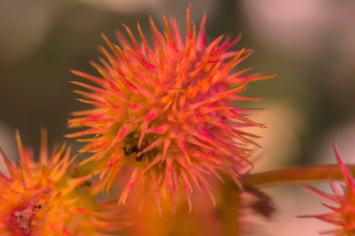 castor bean