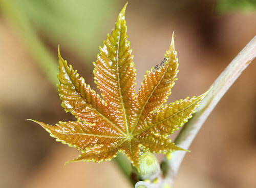 castor bean