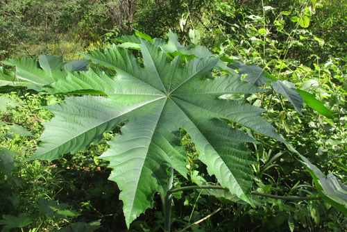 castor bean