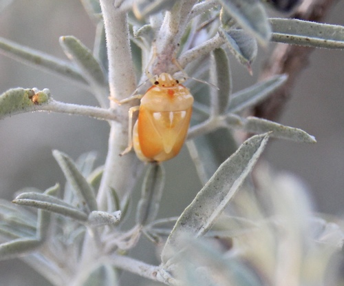 Harlequin Bug