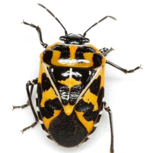 Harlequin Bug