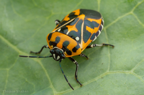 Harlequin Bug