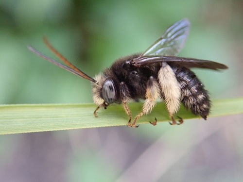 Two-spotted Longhorn Bee