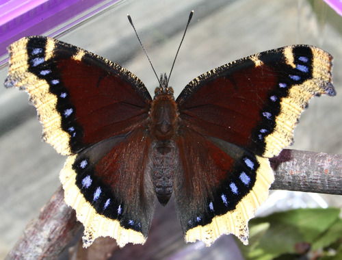 Mourning Cloak