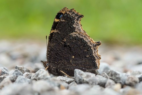 Mourning Cloak