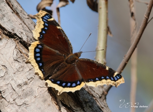 Mourning Cloak