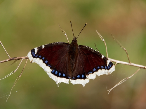 Mourning Cloak