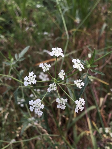 common hedge parsley