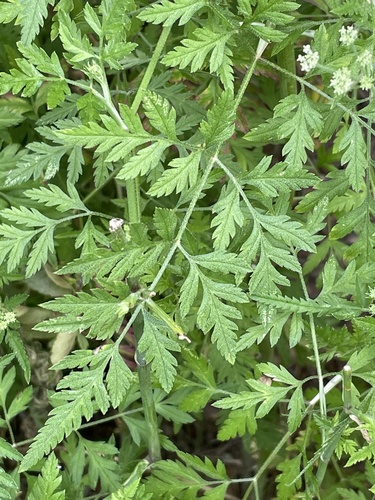 common hedge parsley