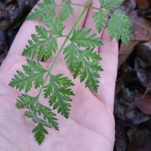 common hedge parsley