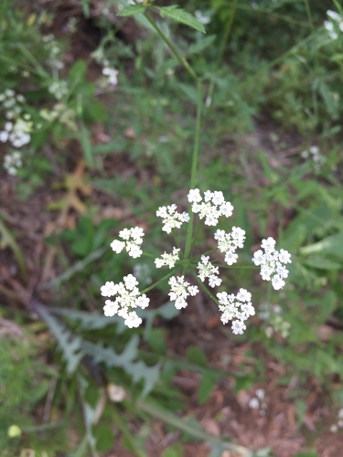 common hedge parsley