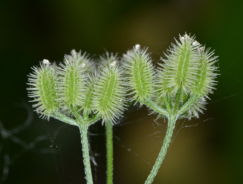 common hedge parsley