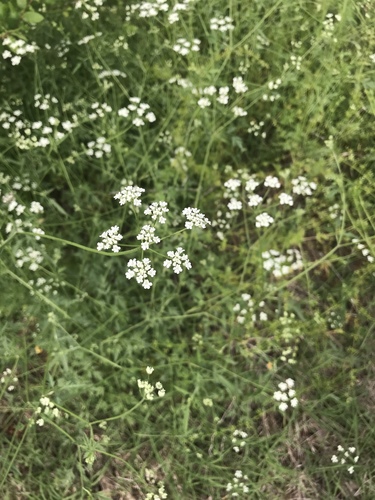common hedge parsley