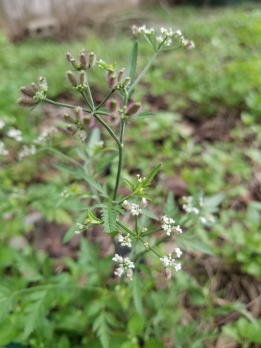 common hedge parsley