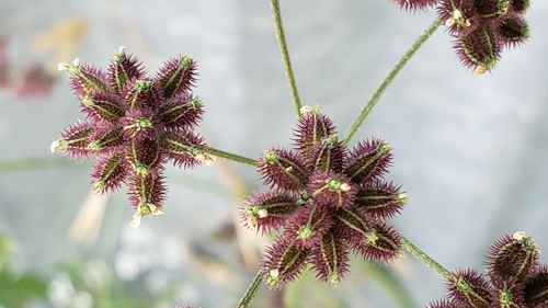 common hedge parsley