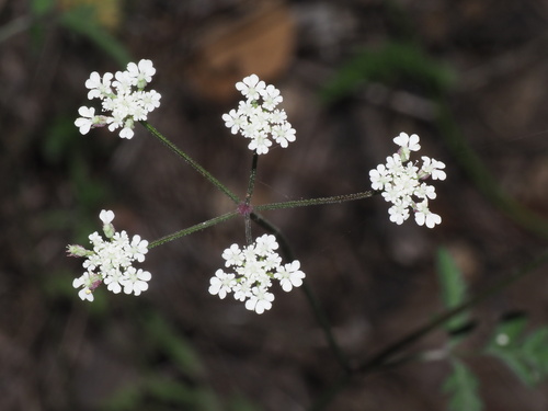 common hedge parsley