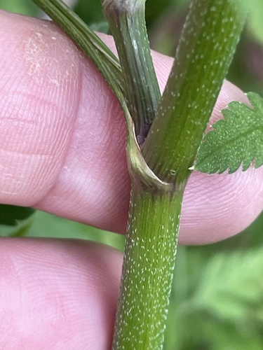 common hedge parsley