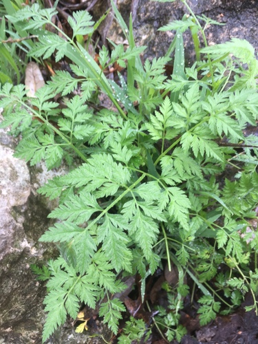 common hedge parsley
