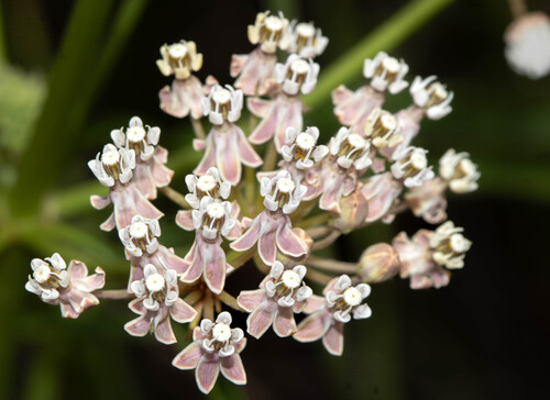 narrowleaf milkweed