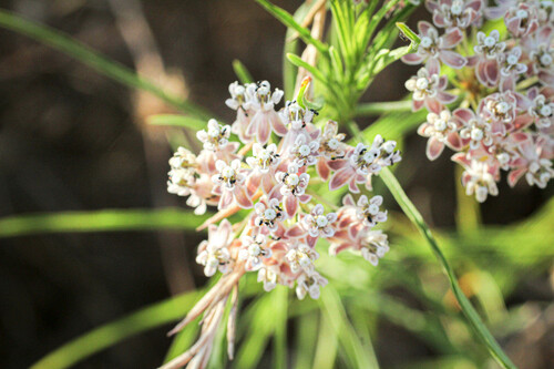 narrowleaf milkweed