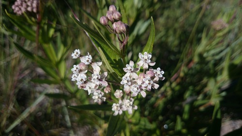 narrowleaf milkweed