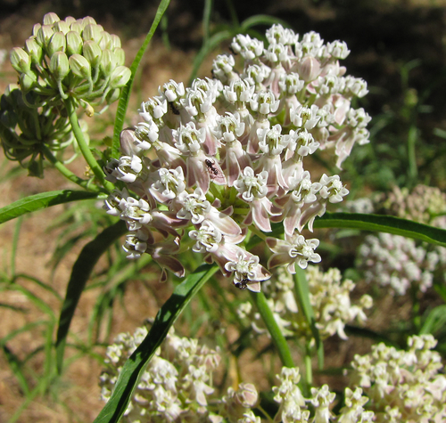 narrowleaf milkweed