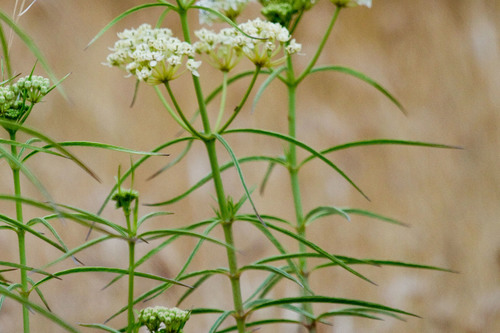 narrowleaf milkweed