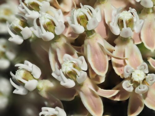 narrowleaf milkweed