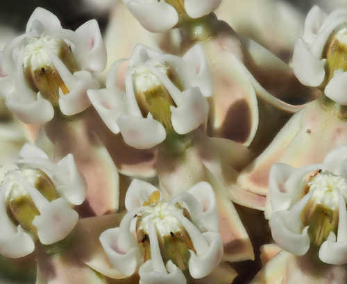 narrowleaf milkweed