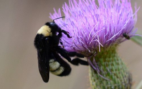 American Bumble Bee