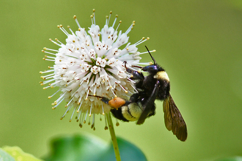 American Bumble Bee