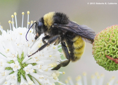American Bumble Bee