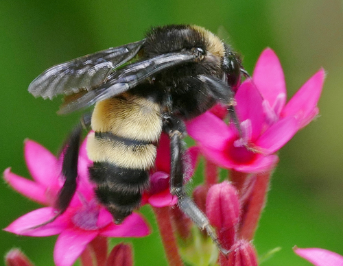 American Bumble Bee