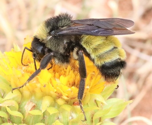 American Bumble Bee