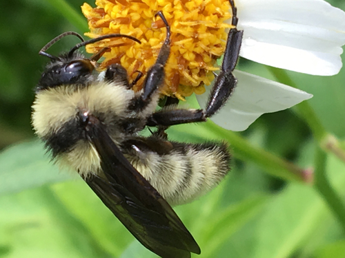 American Bumble Bee